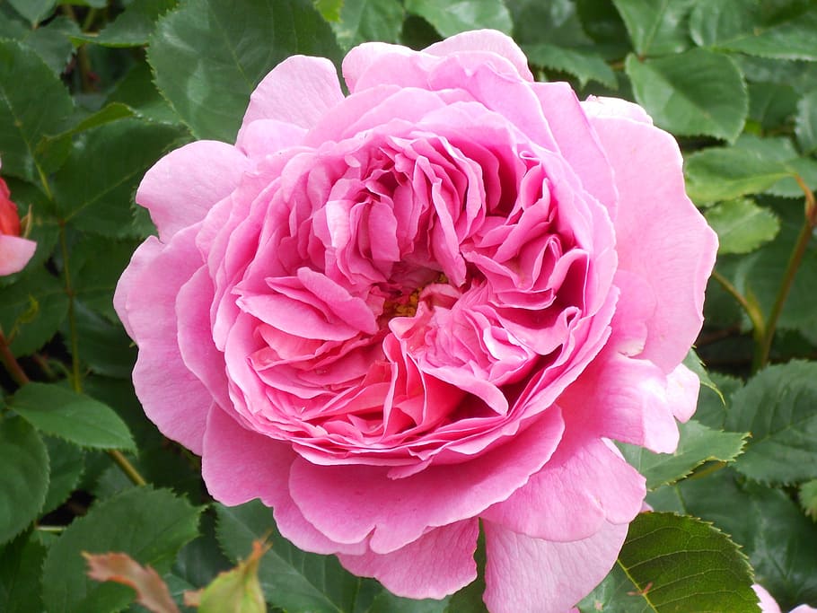 rose, flower, pink rose, flowering plant, petal, freshness HD wallpaper