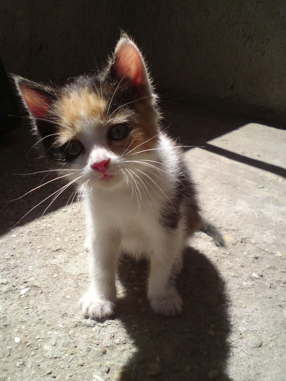 kitten, animals, cat, pets, tabby, cute, felines, my favorite HD wallpaper