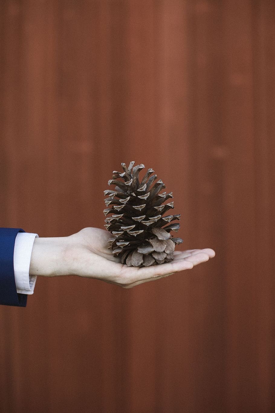 nature, pinecone, branch, christmas, decoration, winter, natural HD wallpaper