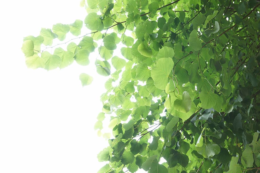 leaves, green, light, leaf, tree, back light, green color, plant part HD wallpaper