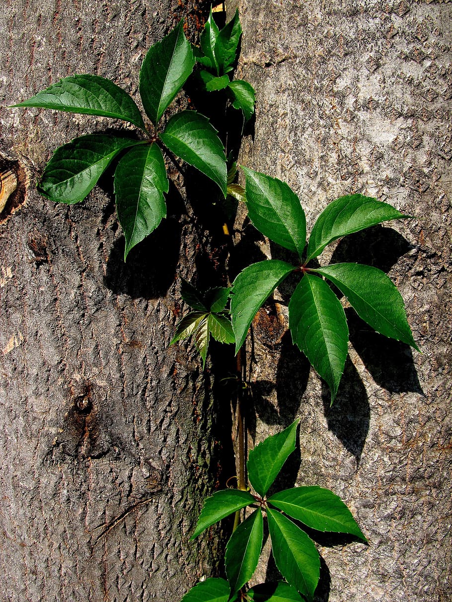 leaf, spring, green, leaves, outdoor, botanical, flora, nature HD wallpaper