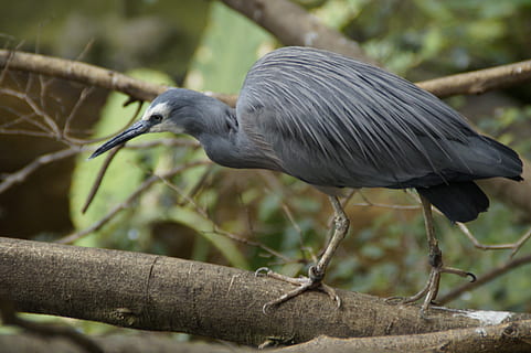 heron, grey, intervention, plumage, bird, eastern, animal world HD wallpaper