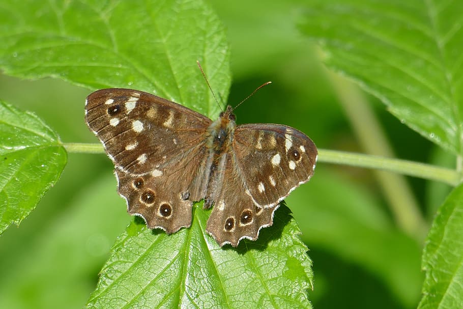 Butterfly, Macro, Nature, Animals, colorful, insect, butterfly - Insect HD wallpaper