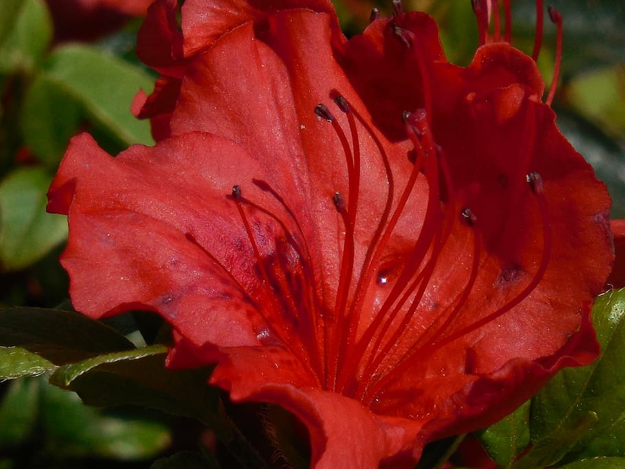 bloom, azalea, blooming, green, spring, red, garden, flora HD wallpaper