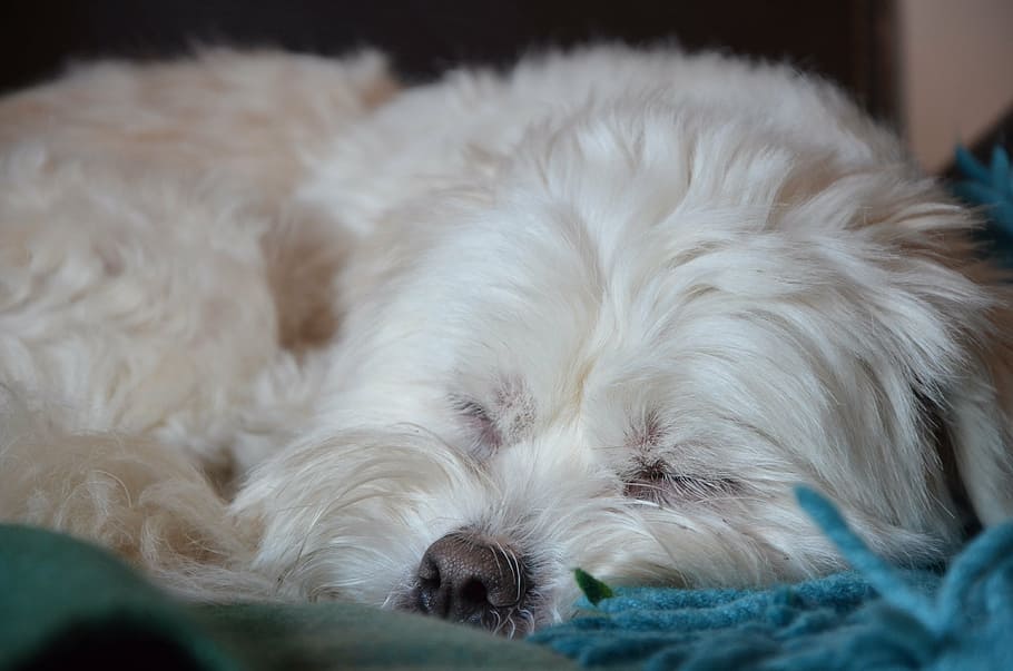 dog, sleeping, cute, pet, tired, animal themes, one animal HD wallpaper