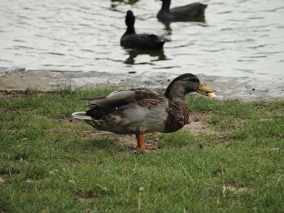 duck, dinner, water, bird, vertebrate, animal themes, animals in the wild HD wallpaper