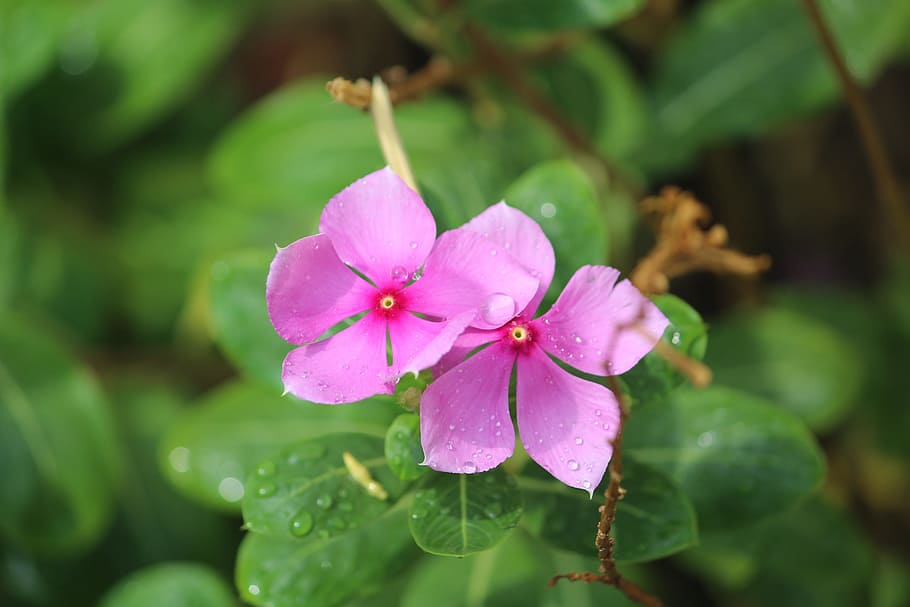 perivincle, flower, two, rain, plant, flowering plant, freshness HD wallpaper
