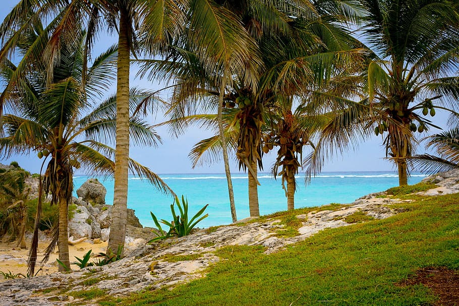 sea, landscape, nature, sky, beach, clear water, coast, coconut trees, HD wallpaper