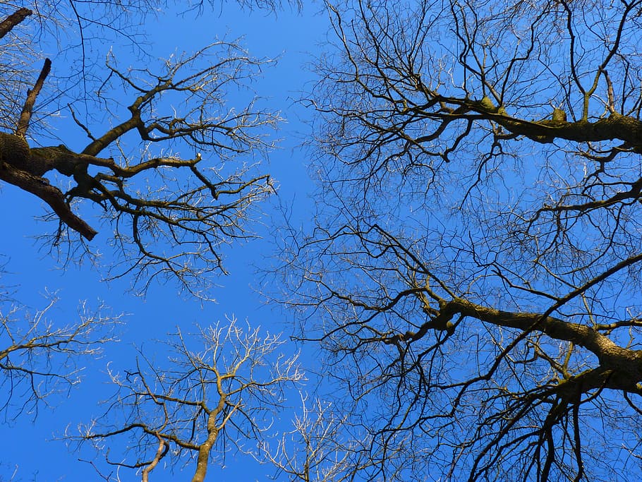 tree, trees, kahl, sky, blue, low angle view, branch, plant HD wallpaper