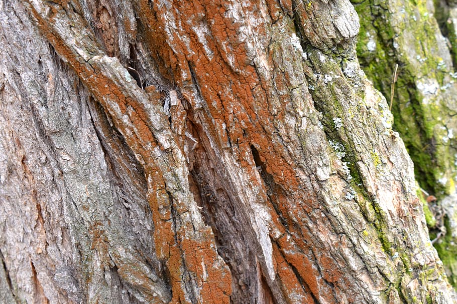 bark, background, texture, nature, uneven, trunk, tree, tree trunk HD wallpaper