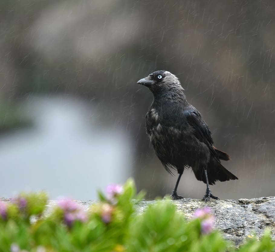black crow, jackdaw, wet, rain, bird, feather, animal, animals in the wild HD wallpaper