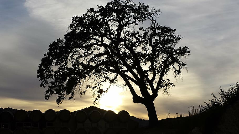 tree, sunset, landscape, nature, scenery, sunlight, sky, silhouette HD wallpaper