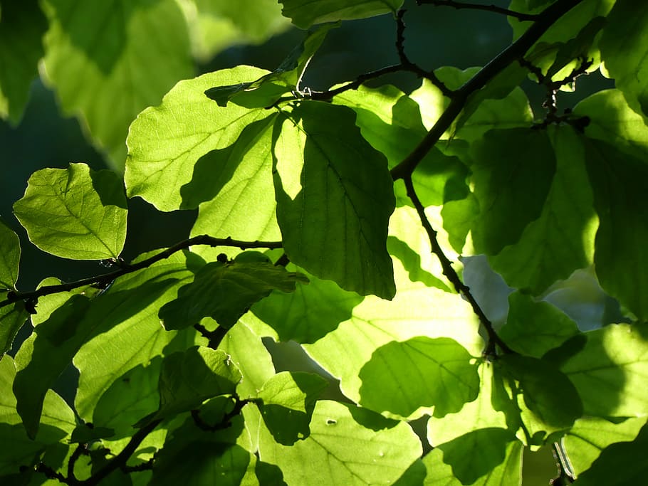 leaves, tree, green, leaf, plant, summer, nature, plant part HD wallpaper