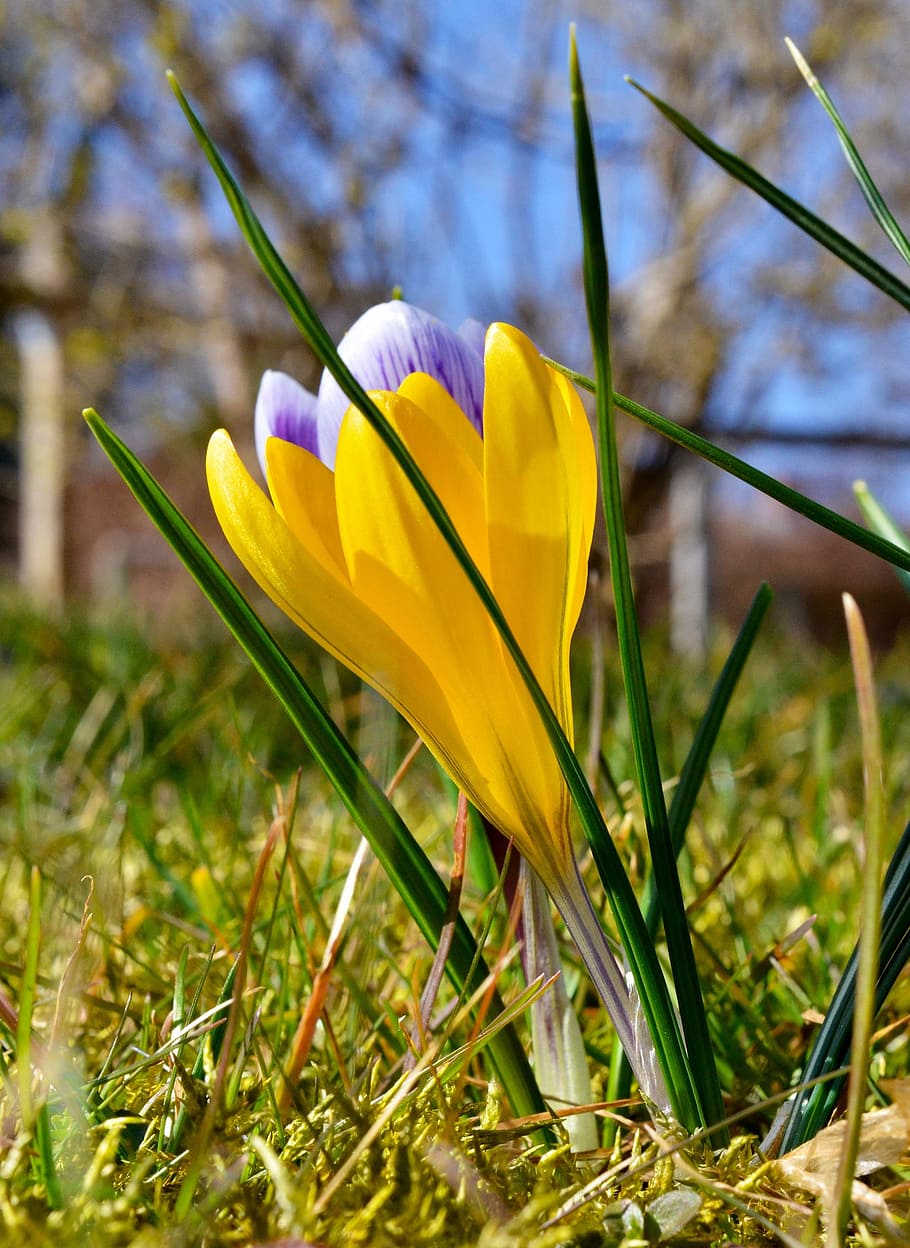 Spring, Crocus, Yellow, Violet, nature, flower, springtime HD wallpaper