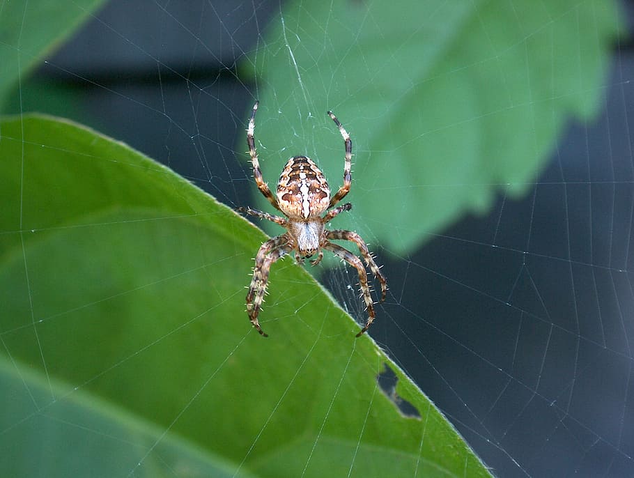 spider, nature, cobweb, arachnid, network, insect, animals HD wallpaper