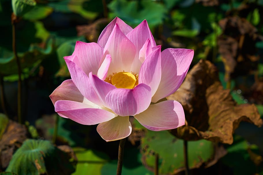 lotus-plant-flower-nature.jpg