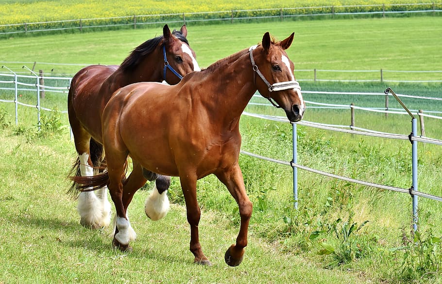 two brown horses near the fence, for two, coupling, stallion HD wallpaper