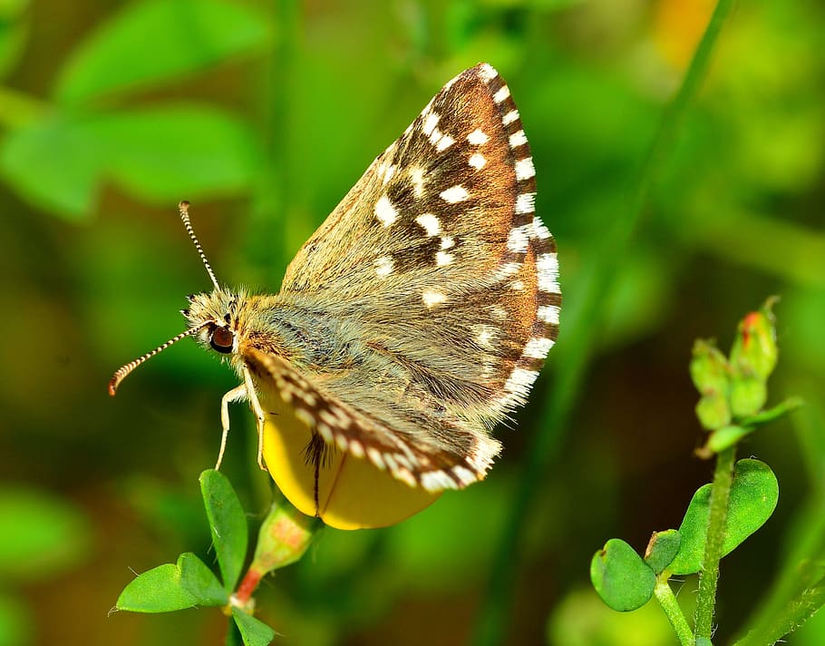 Lepidoptera, Butterfly, Insects, Macro, nature, butterfly - Insect HD wallpaper