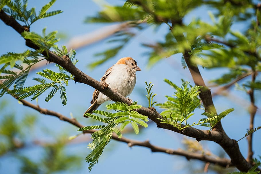 white bird perching on tree branch, brown bird perched on tree branch HD wallpaper