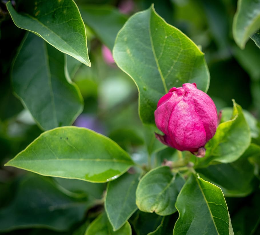 blossom, bloom, bud, closed, spring, summer, evening, nature HD wallpaper