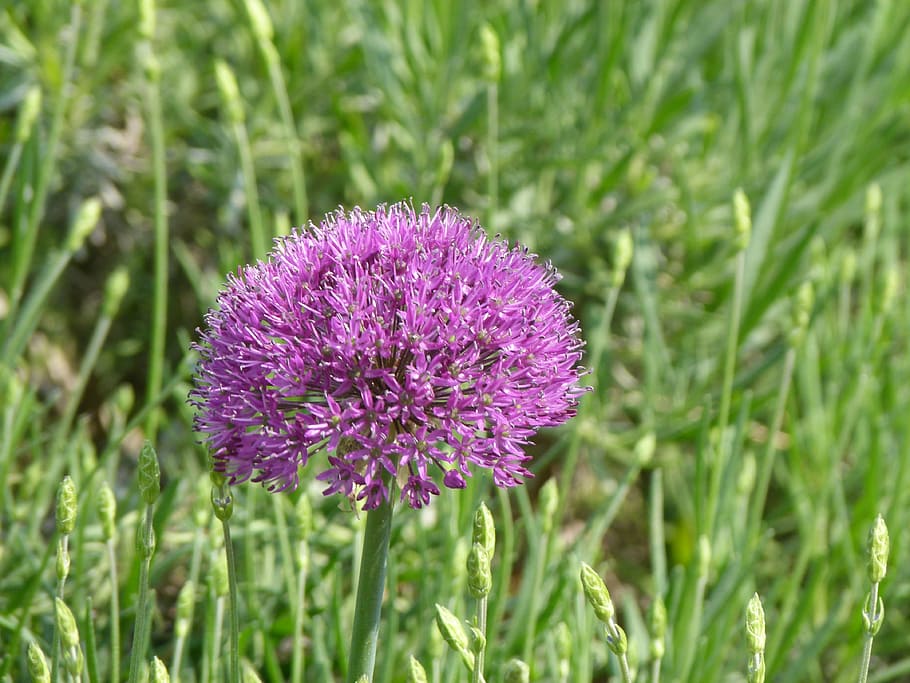 flower, purple, grass, flowering plant, beauty in nature, freshness HD wallpaper