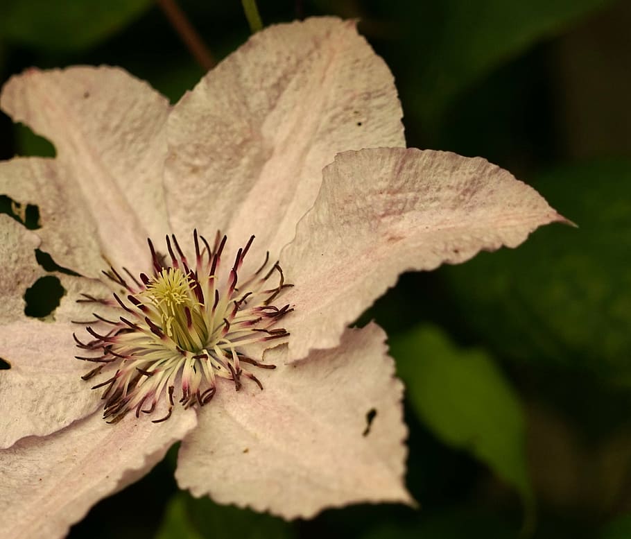 macro, close, blossom, bloom, flower, plant, close-up, leaf HD wallpaper