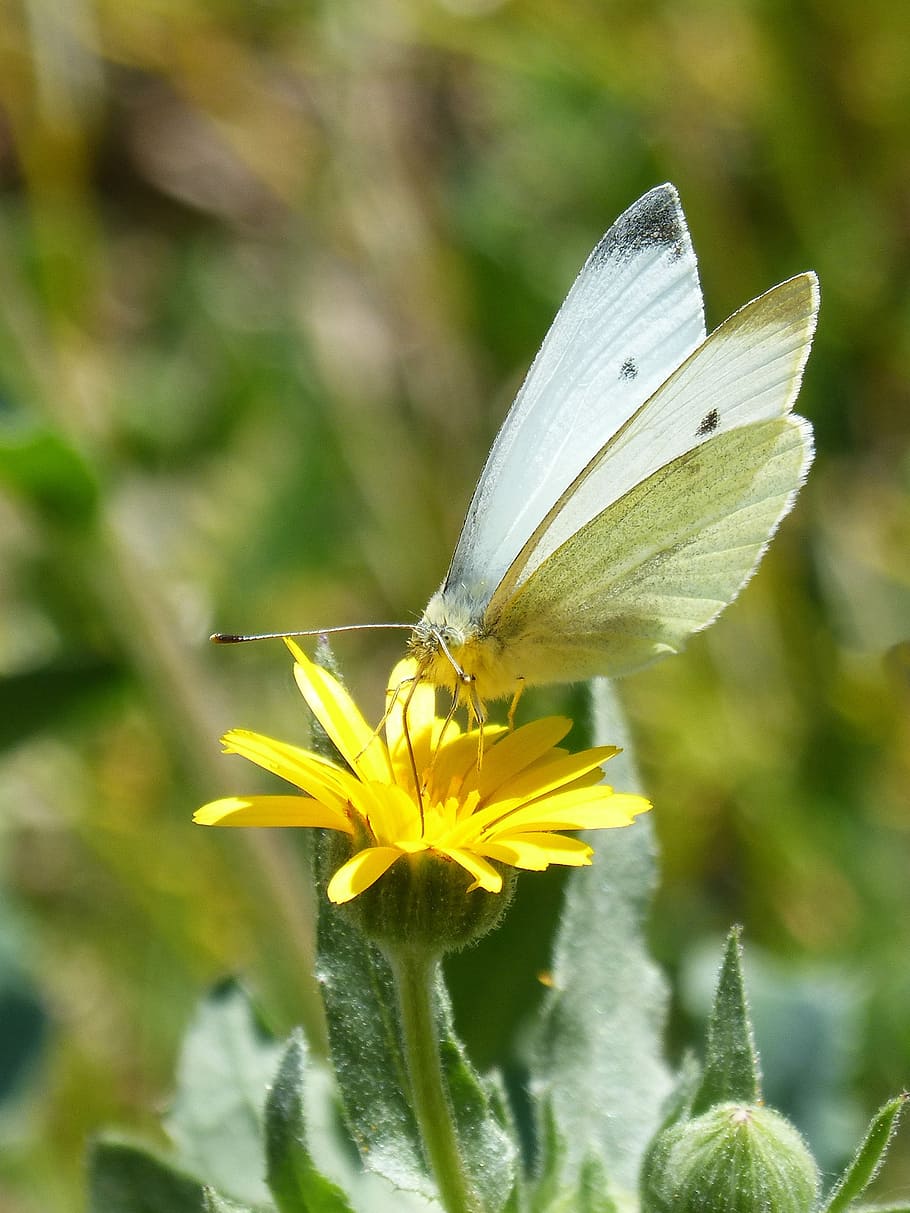 butterfly, libar, pollen, dandelion, blanquita of cabbage, pieris rapae HD wallpaper