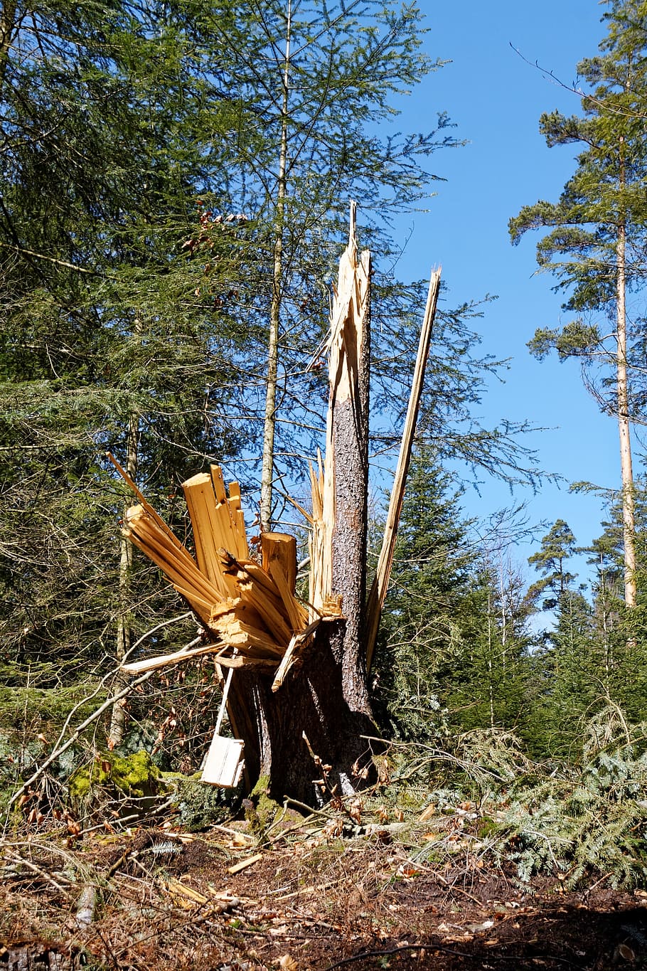 Forest force. Переслед дерево. Сила леса Екатеринбург. Златоуст лес вместо неба. Cornifer Tree.