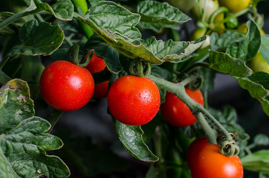 macro photography of red fruits, food, vegetable, leaf, healthy HD wallpaper