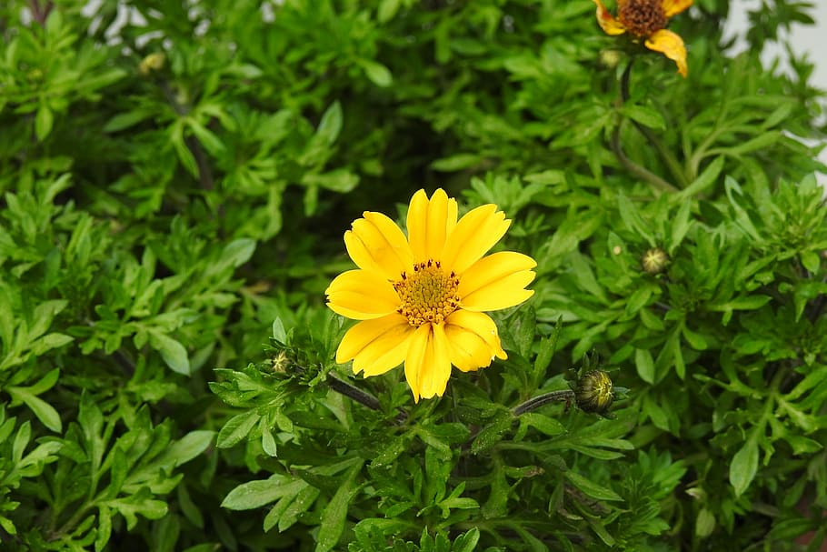 nature, plant, summer, leaf, flower, yellow flower, picnic HD wallpaper