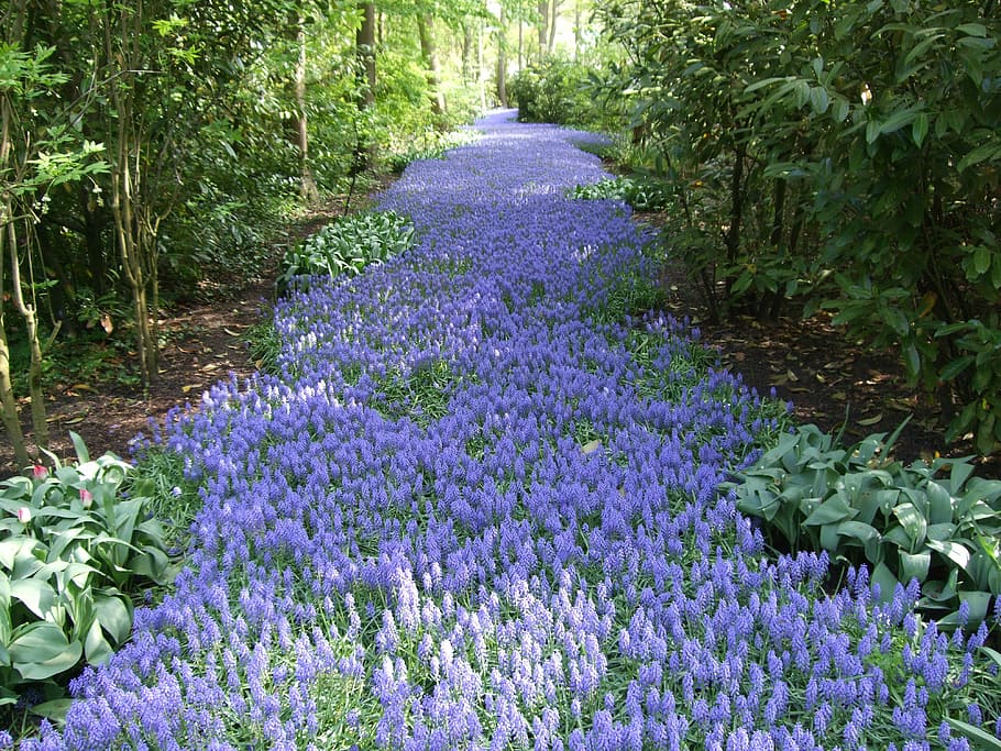Flower, Garden, Garden, River, Spring, Amsterdam, nature, plant HD wallpaper