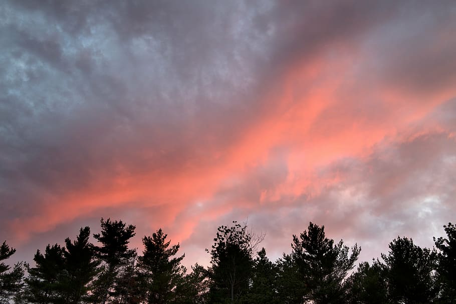 clouds, nature, sky, trees, cloud - sky, beauty in nature, plant HD wallpaper