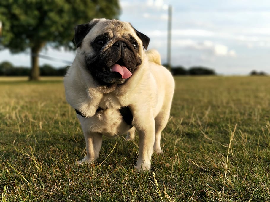 Pug, Pugs, Dog, Grass, frank, young, doggy, portrait, animal HD wallpaper