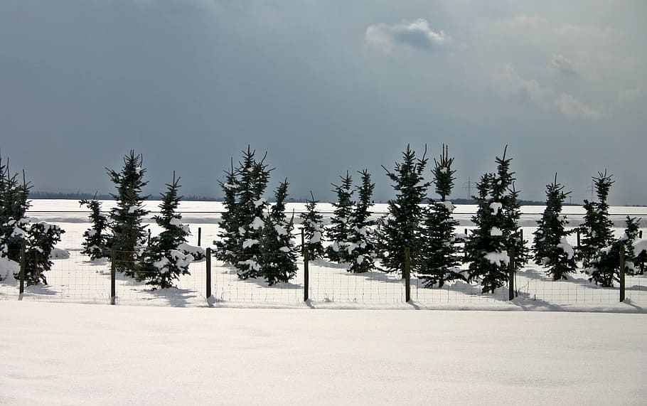 conifers, winter, snow, cold, snowy, wintry, fir trees, nature HD wallpaper