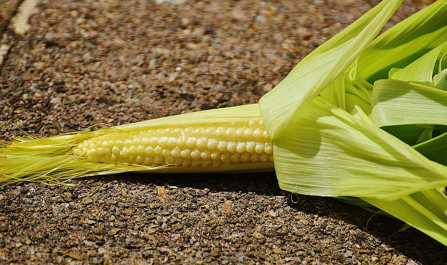 corn, young, vegetables, plant, summer, food and drink, corn on the cob HD wallpaper