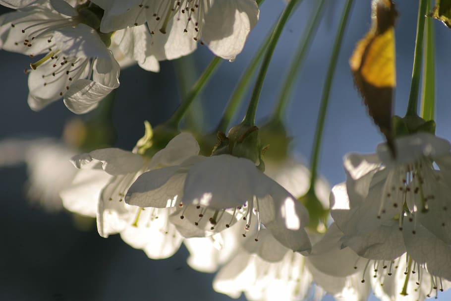 Cherry-Blossom, Light, Spring, Mood, serene, nature, close-up HD wallpaper