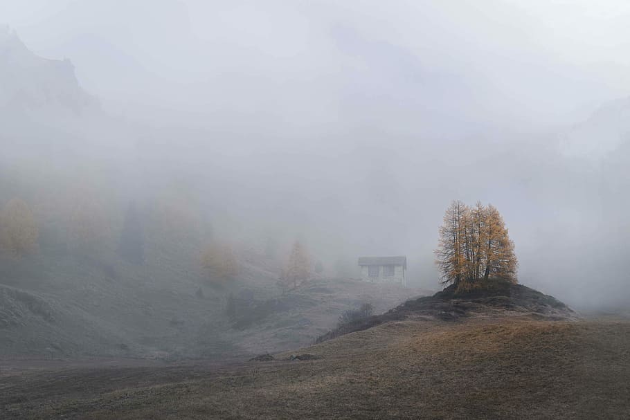 brown tree surrounded with fog during daytime, photography of brown leafed trees HD wallpaper