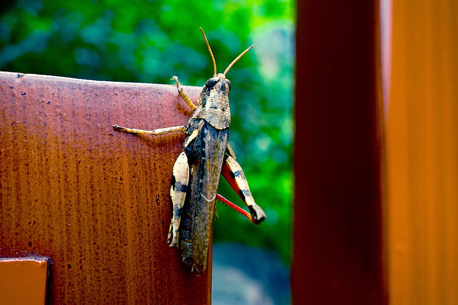 grasshopper, insect, nature, macrocosm, invertebrate, animal wildlife HD wallpaper