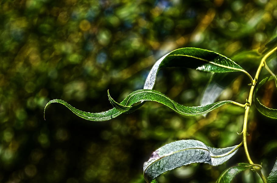 green plant, nature, tree, willow, foliage, green color, growth HD wallpaper