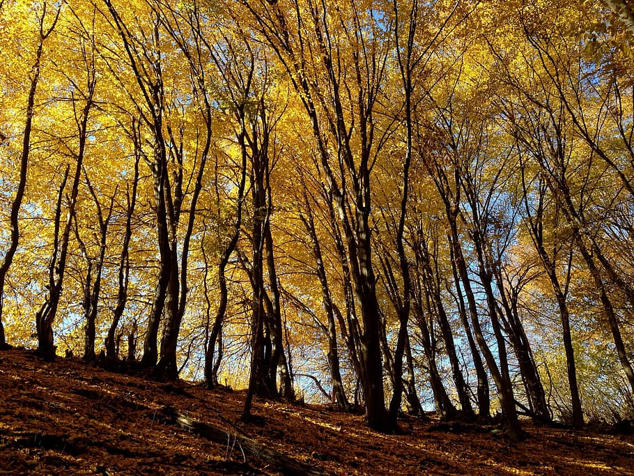 Tree, Foliage, Nature, autumn, forest, outdoors, day, land HD wallpaper
