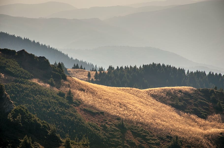hill, mountain, slope, side, sun, light, patch, meadow, forest HD wallpaper
