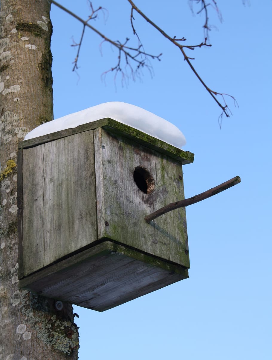 Starling, Nest, Box, Bird, Winter, Snow, outdoor, nature, nesting