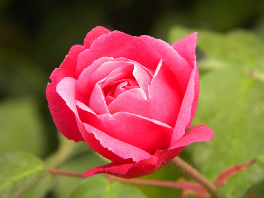 Button, Flower, Plant, rosa, nature, petal, rose - Flower, red HD wallpaper