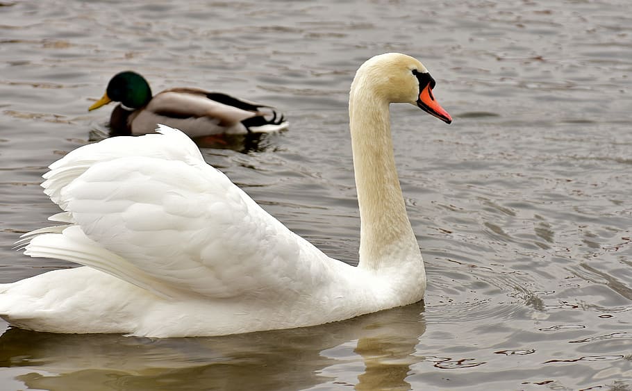 swan, duck, pride, harmony, lake, animal, waterfowl, waters HD wallpaper