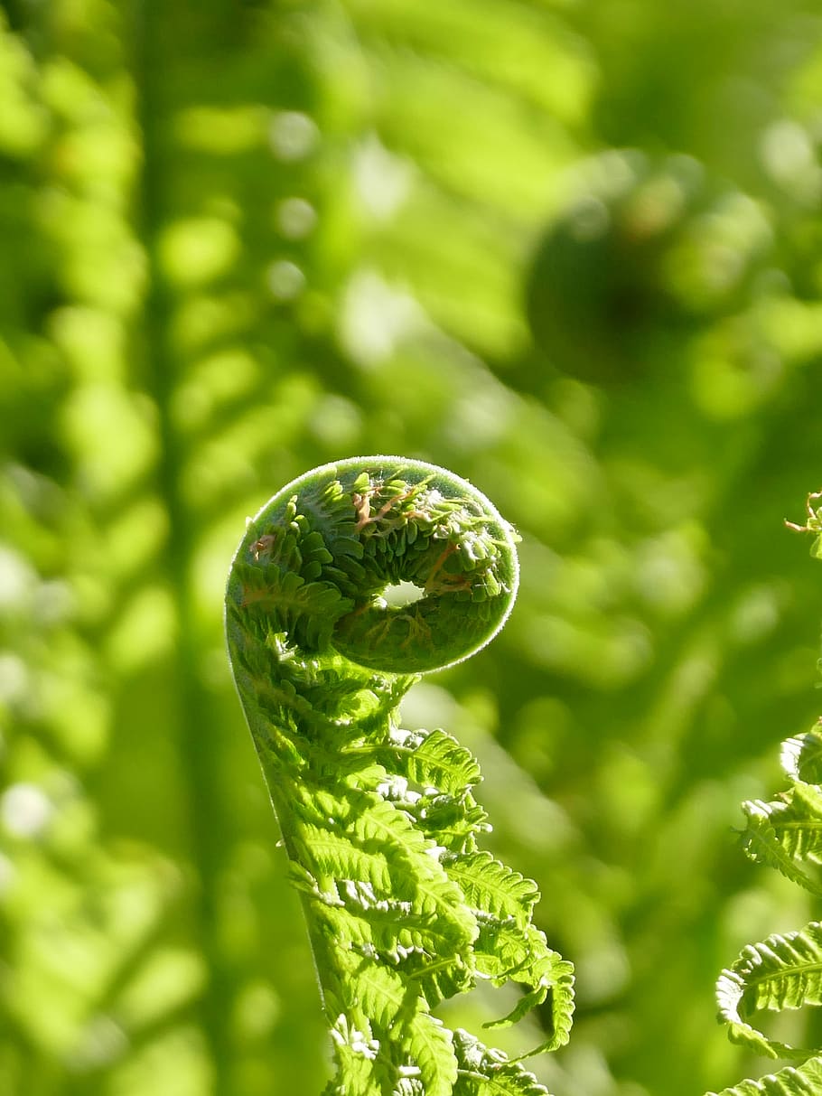 fern, plant, light green, close, fern plant, leaf, flora, young leaves HD wallpaper