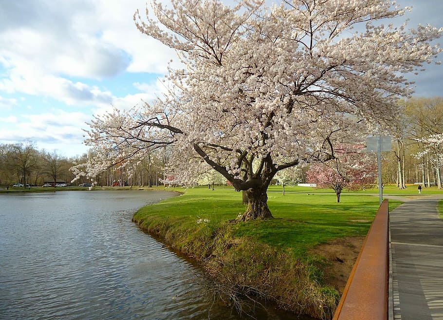 photography of brown tree near body of water during daytime HD wallpaper