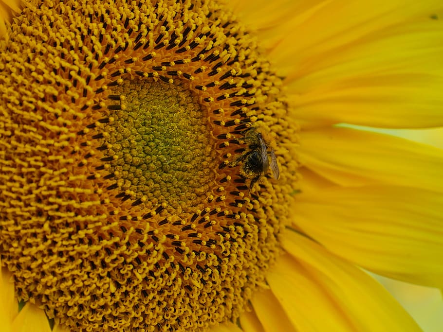 sun flower, bee, pollination, pollen, bee pollen, blossom, bloom HD wallpaper