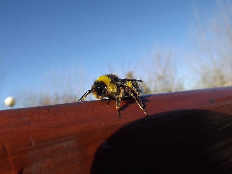 bee, yellow, black, fly, drone, insect, spring, invertebrate HD wallpaper