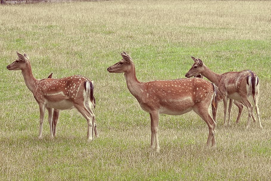 HD wallpaper: deer, fallow deer, meadow, glade, wild, animal, scheu ...