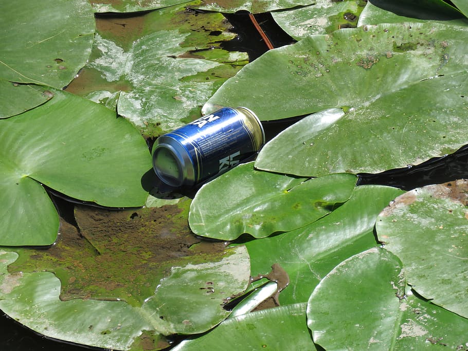 dust, beer can, water lily, pollution, human impact, nature, HD wallpaper
